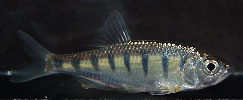 Subadult from the UK aquarium trade.
