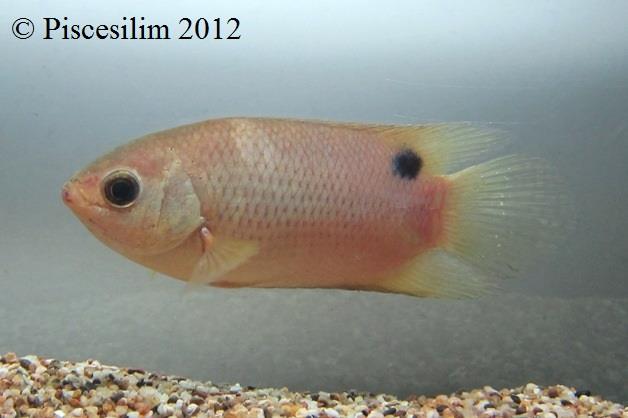 Adult male individual from Perak state, Peninsular Malaysia.