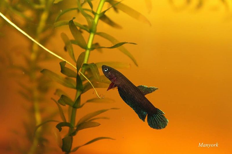 Adult male.