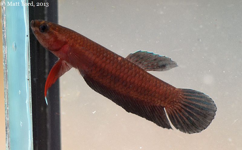 Wild adult male individual, Bintan Island, Indonesia, August 2013.
