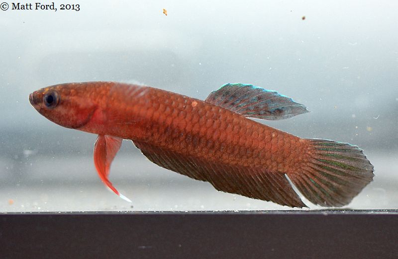 Freshly-collected B. miniopinna, August 2013.