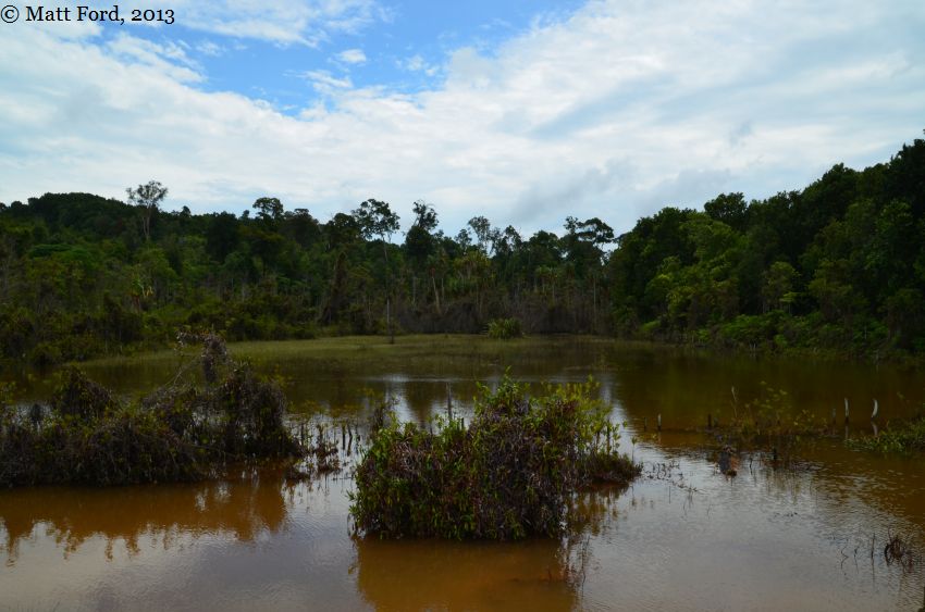 Degraded habitat of B. miniopinna in August 2013. Fish were collected only in the forest behind this lagoon, where small pockets of black water can still be found.