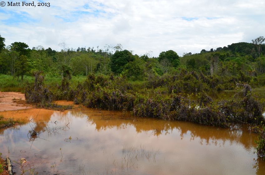 Degraded habitat of B. miniopinna, August 2013.