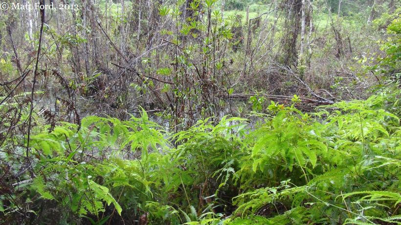 Degraded habitat of B. miniopinna, August 2013.