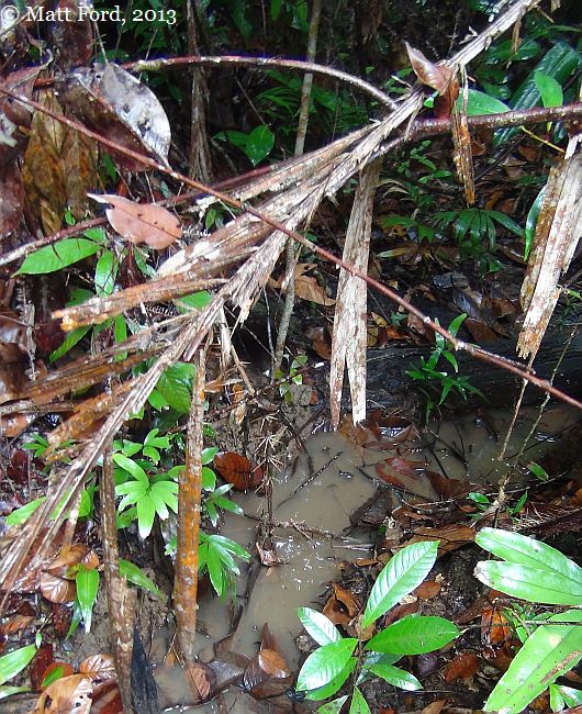 Habitat of B. miniopinna, August 2013. The water appears turbid due to heavy rain during our visit.