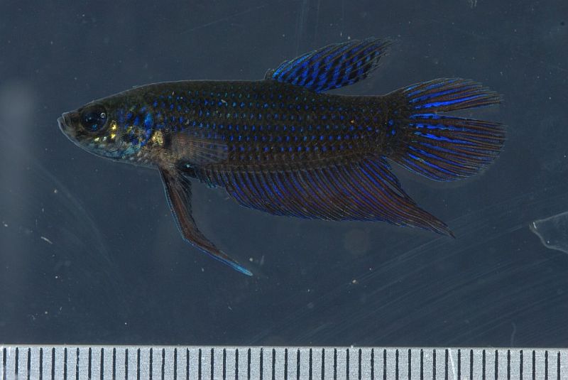 Male individual from the Xouang river basin, Vientiane province, Laos.