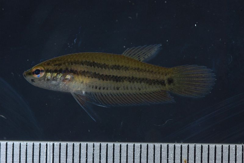 Female from the Xouang river basin, Vientiane province, Laos.