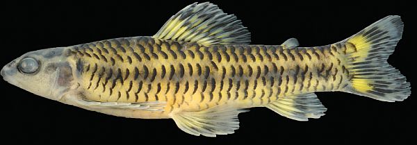 Characidium kamakan, holotype, MZUSP 115000, 51.9 mm SL, Brazil, Bahia, Camacan, rio Panelão, tributary of lower rio Pardo basin