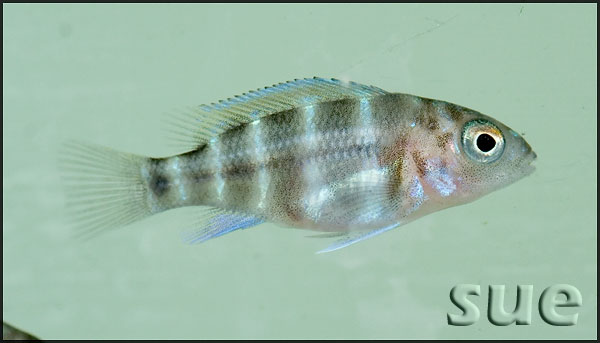 Juvenile measuring 15 mm TL; Bulombora population.