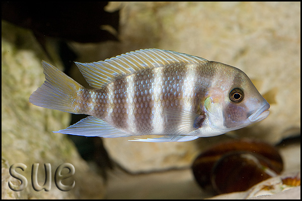 Subadult; Bulombora population.