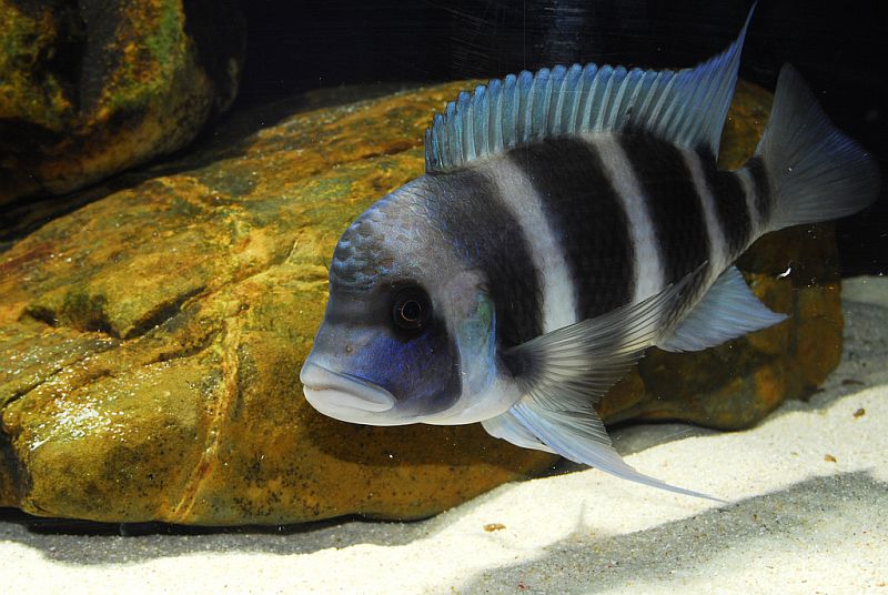 Young adult male, 'Blue Zaire' form; Moba, Democratic Republic of the Congo.