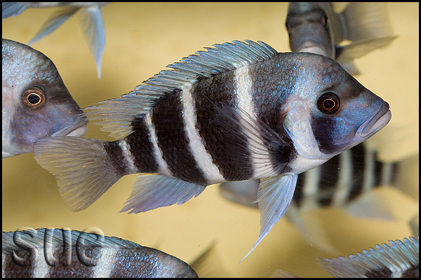 Subadult; Chaitika, Zambia.