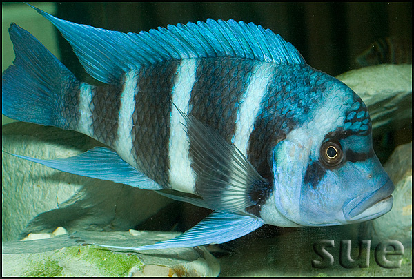 Adult male, 'Blue Zaire' form; Kapamapa, Democratic Republic of the Congo.