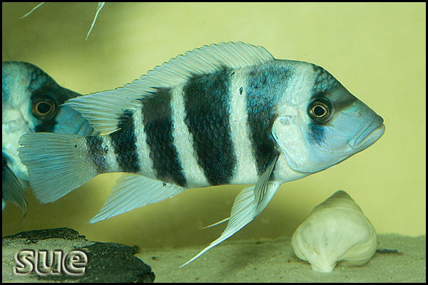 Subadult, 'Blue Zaire' form; Kapampa, Democratic Republic of the Congo.