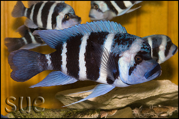 Adult male, 'Blue Zaire' form; Mikula, Democratic Republic of the Congo.