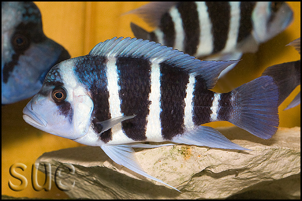 Adult female, 'Blue Zaire' form; Mikula, Democratic Republic of the Congo.
