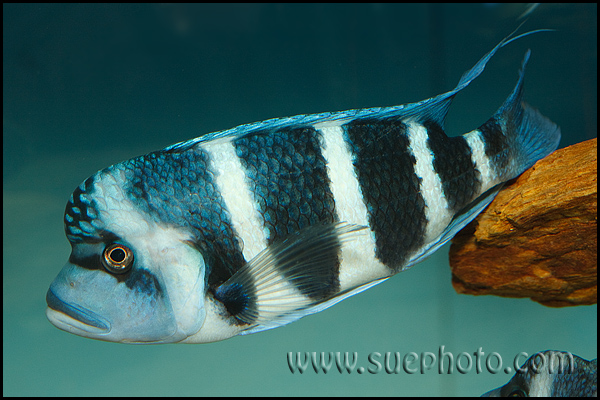Male, 'Blue Zaire' form; Moba, Democratic Republic of the Congo.