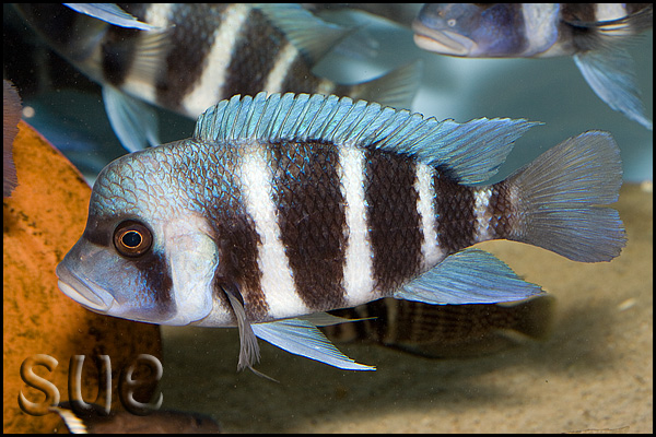 Female; Mpimbwe, Tanzania.