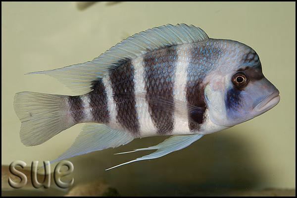 Young adult male; Nangu, Zambia.