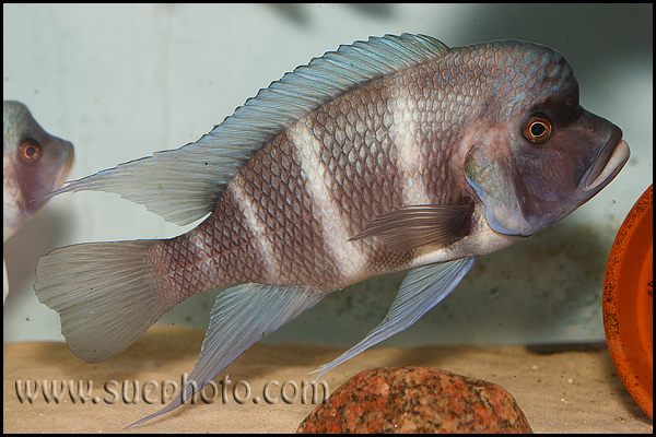 Adult male; Nangu, Zambia.