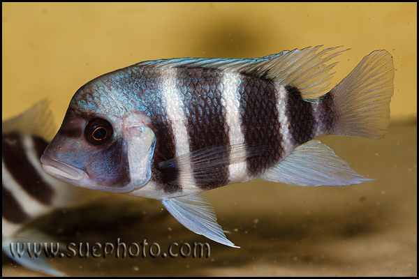 Subadult; Samazi, Zambia.
