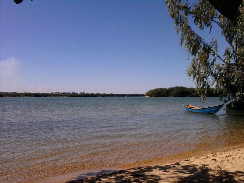 This species is endemic to the rio São Francisco in eastern Brazil, seen here close to the city of Petrolina, Pernambuco state.