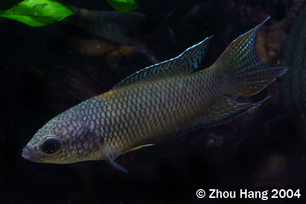 Young adult male.