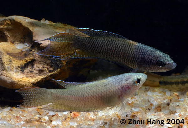Young adult pair, male upper.