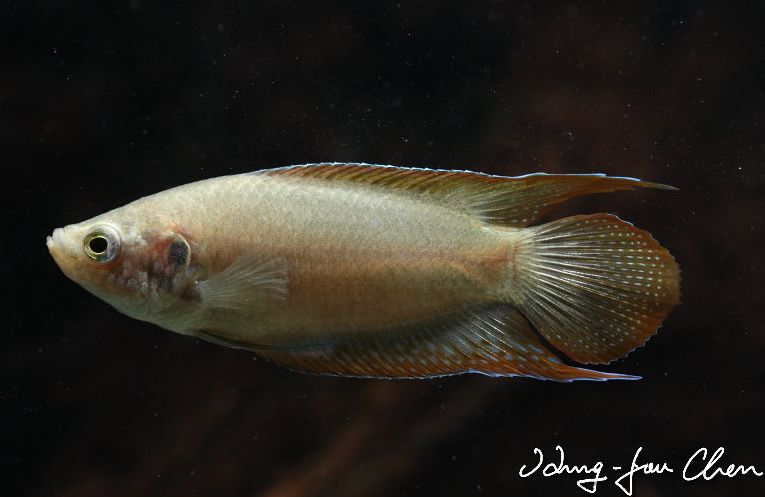 Young adult male individual.