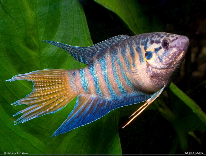 Adult male; commercial aquarium strain.