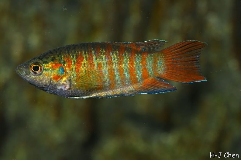 Young adult male; commercial strain.