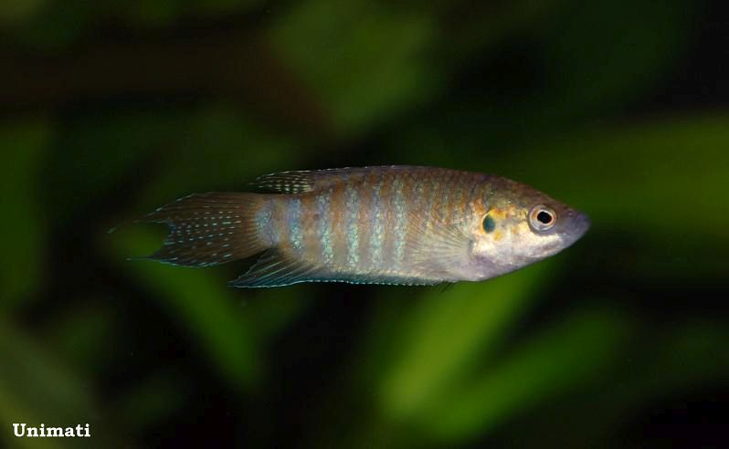 Young male from the Danish aquarium trade; commercial strain.