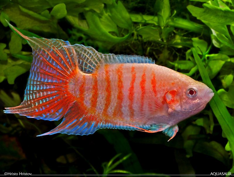 Adult male; albino ornamental strain.