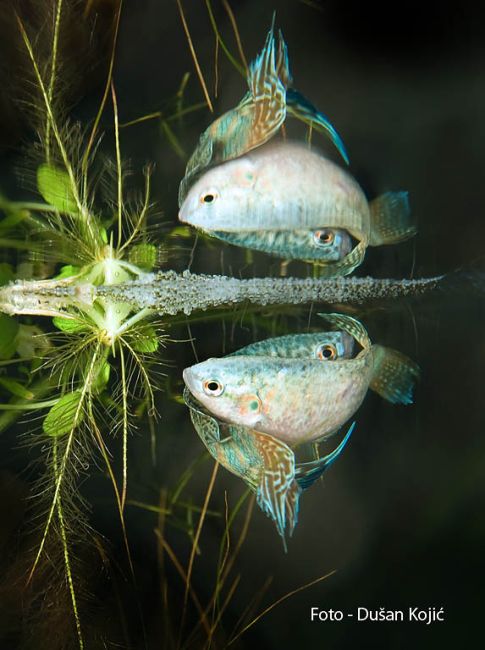 Nuptial pair in spawning embrace beneath bubble nest.
