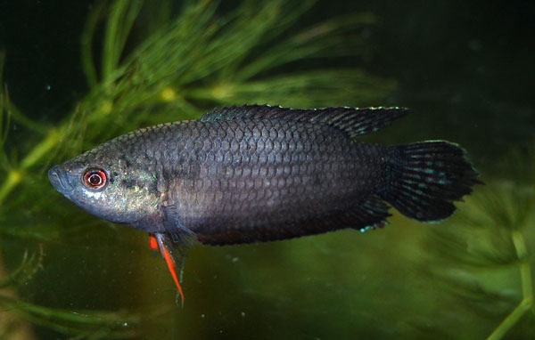 Young male individual from the Indian aquarium trade.
