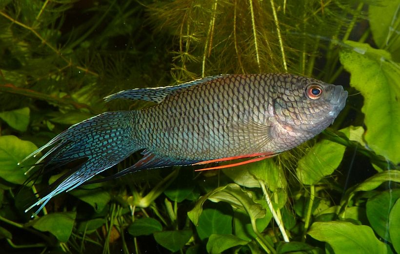 Adult male from the German aquarium trade.