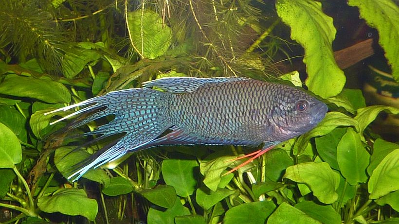 Adult male from the German aquarium trade.