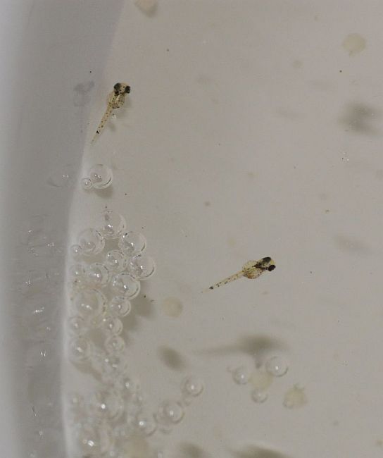 Aquarium-bred fry.