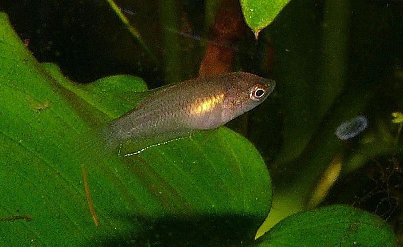 Aquarium-bred juvenile.