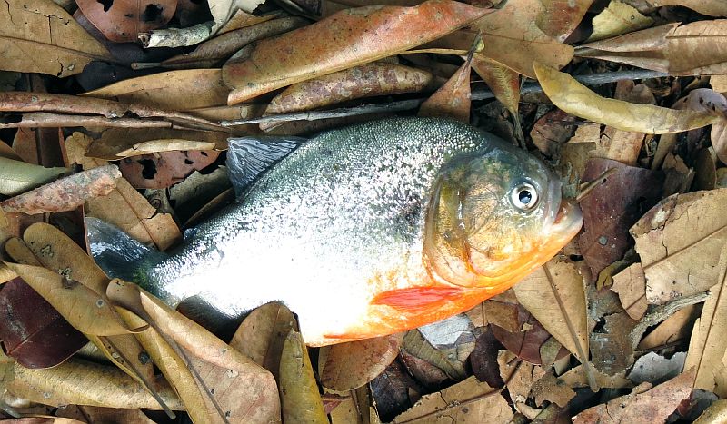 Wild individual from the Río Apure, Venezuela.