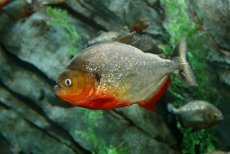 Specimen from the U.S. aquarium trade.