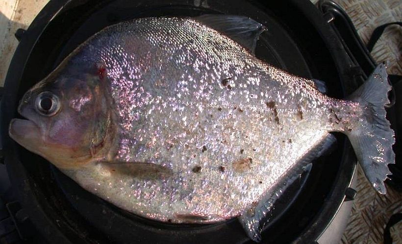 Adult individual from the rio Negro, Brazil.