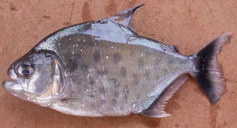 Subadult from the rio Negro.