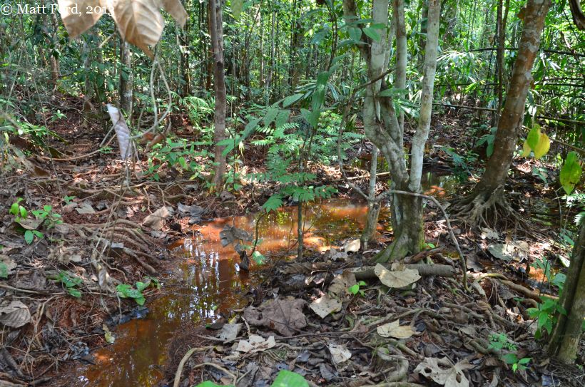 Habitat near Tasik Bera, Pahang state, Peninsular Malaysia.