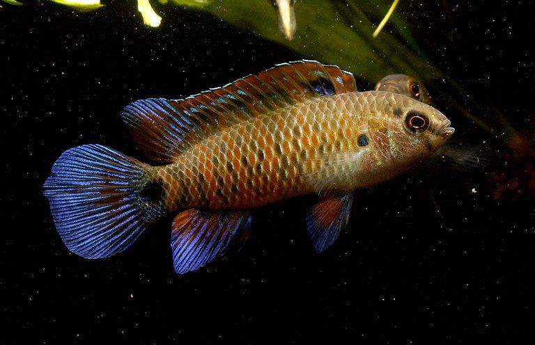 Male individual of Badis cf. badis from Buxa Tiger Reserve, Jalpaiguri district, Weat Bengal state, northern India.