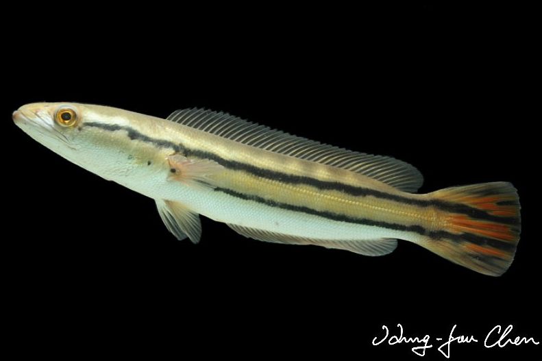 Older juvenile.