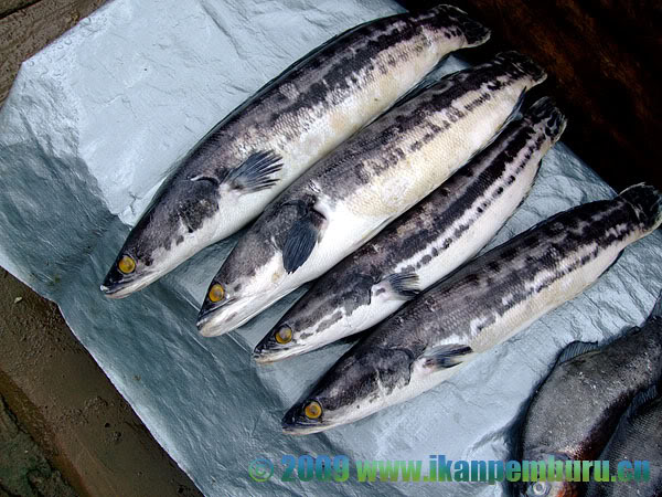 Fish collected from the Kapuas River in Kalimantan province, Indonesia (Borneo).