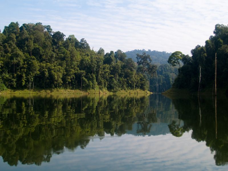 Typical habitat in the Perak River basin, Perak state, Peninsular Malaysia.
