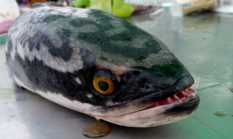 Head detail of a young adult individual from Kalasin province, northeastern Thailand.