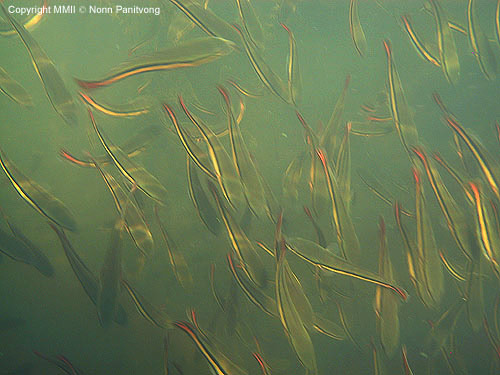 A group of young fish in the wild.